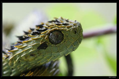 Atheris