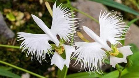Peristeria elata (dove orchid) profile - RayaGarden
