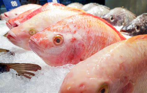 Fresh Descaled Red Snapper Fish On Ice In The Market Stock Photo