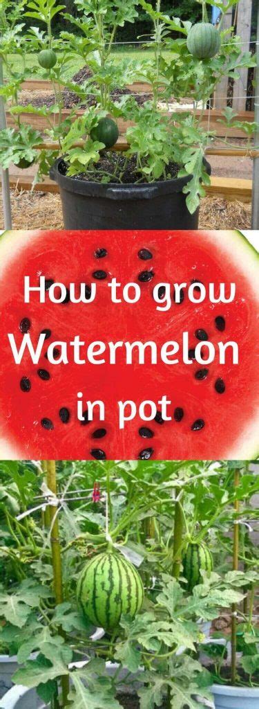 How To Grow Watermelon In Containers Growing Watermelon In Pot