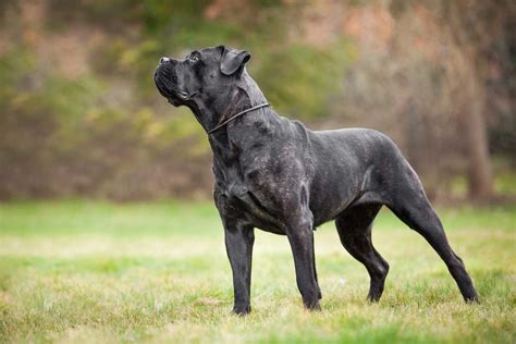 The 18 Dog Breeds With The Strongest Bite