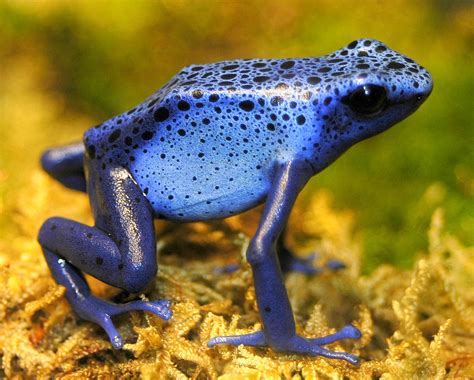 Poison Dart Frog The Life Of Animals