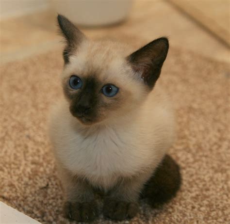 Lintama Cats Breeder Of Traditionalold Style And Classic Siamese Cats