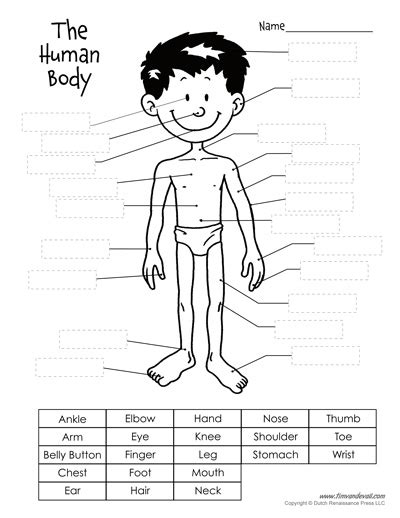 The human body is the entire structure of a human being. Free Printable Human Body Diagram for Kids - Labeled and Unlabeled