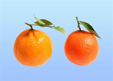 Tangerines Vs Oranges Which Is The Citrus Of Your Heart