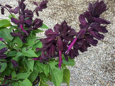 Salvia Splendens Lighthouse Purple