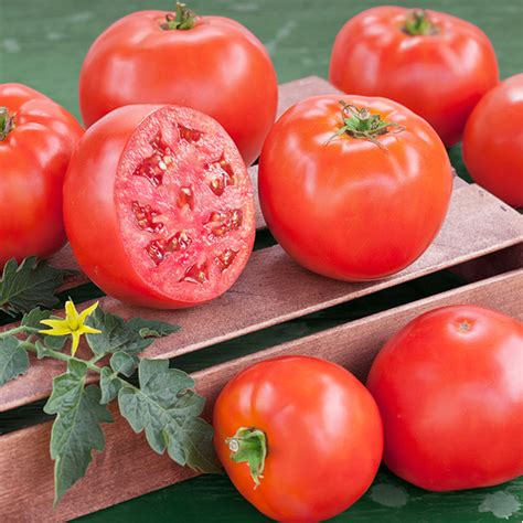 Early Girl Tomato — Usa Garden Center