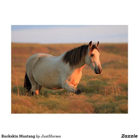 Your mustang buckskin stock images are ready. Buckskin Mustang Postcard | Zazzle.com | Horses, Mustang ...