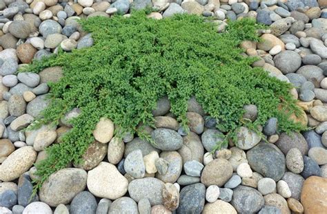 Groundcovers, spillover, standard, bonsai, soil binding. Japanese Garden Plants Names | Japanese Garden Juniper ...