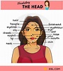 Parts of the Face: Useful Face Parts Names with Pictures • 7ESL