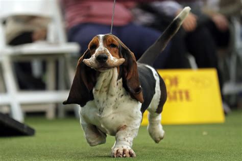 Breeds 101 Meet The Basset Hound