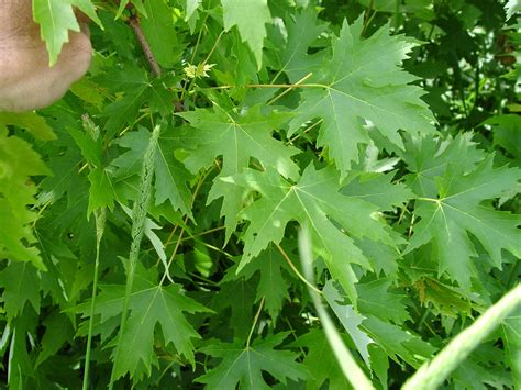 Acer Saccharinum Silver Maple Go Botany