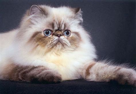 Cat In The World Top 20 Most Beautiful Cat Breeds In World