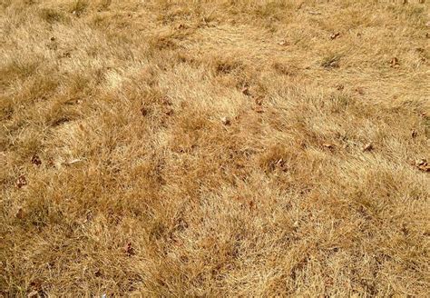 Why Does Grass Turn Brown In Winter Big Blog Of Gardening