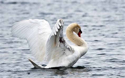 1680x1050 Water Ripples Bird White Swan Wallpaper 