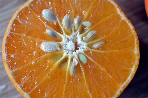 संतरे के बीज फेंकने से पहले जान लें ये जरूरी बातें Health Benefits Of