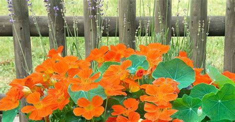 You Can Easily Grow Nasturtium From Seeds Even Without A Green Thumb
