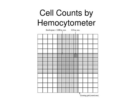 Ppt Cell Counts By Hemocytometer Powerpoint Presentation Free Hot Sex Picture