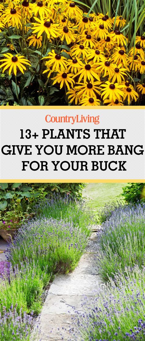 Pin These Plants Country Gardening Organic