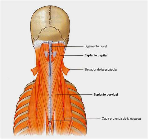 Lista 96 Foto Nombres De Las Vertebras Cervicales El último