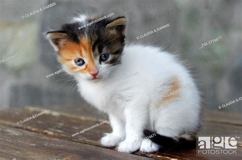 Four Weeks Old Calico Kitten Sitting On A Table Stock Photo Picture