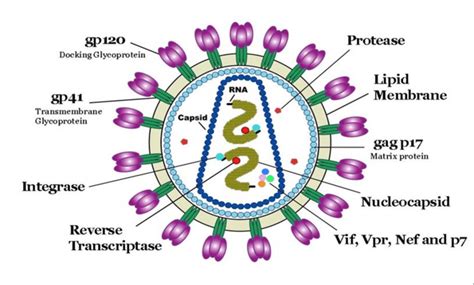 Structure Of Human Immunodeficiency Virus Hiv [8] Download Scientific Diagram