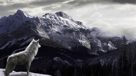 Wolf In Mountain Wallpaper For Desktop 1920x1080 Full Hd