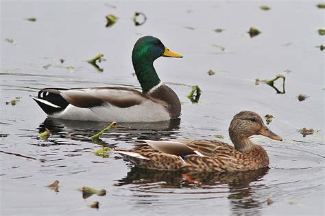 Mallard Ducks In Pools