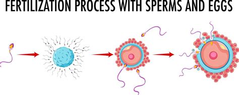 Diagram Showing Fertilization Process With Sperm And Eggs 6891946