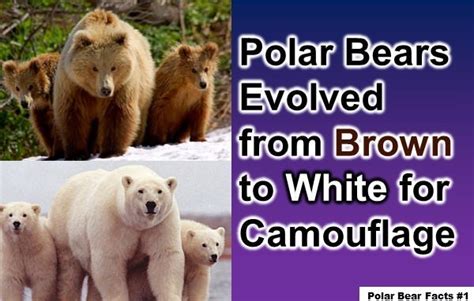 10 Interesting Facts About Polar Bears You Might Not Know I Interesting