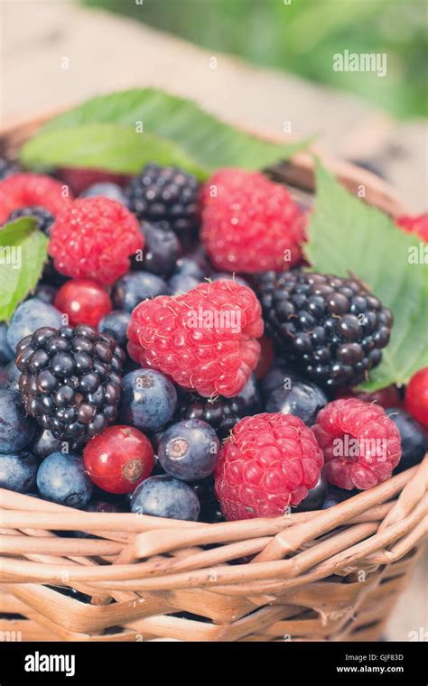 Assorted Wild Berries Stock Photo Alamy