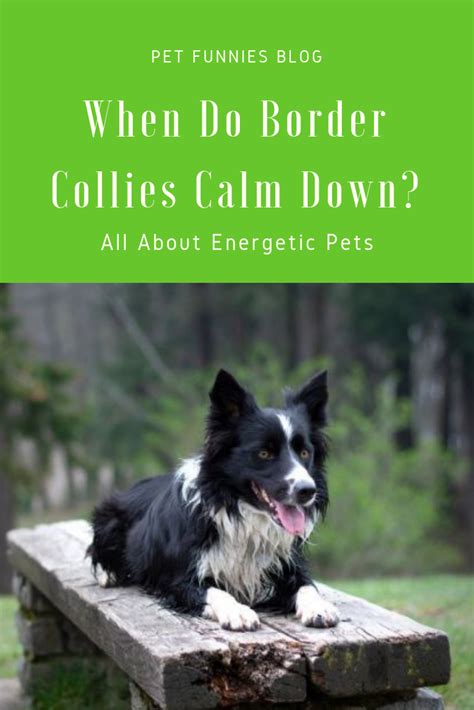 When i got my first puppy, i did not think it was necessary to set up a schedule. When do Border Collies calm down? I know how energetic they are, which can exhaust people! So ...
