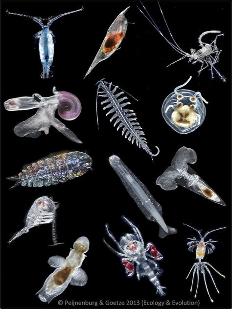 Zooplankton Definition Examples And Types Biology