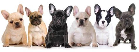 The Many Colors Of The French Bulldog French Bulldog