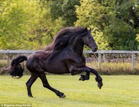 Arabian Show Horse Described As Horrific By Experts Daily Mail Online