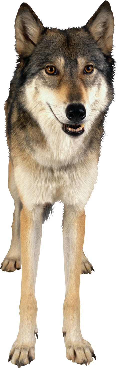 Wolf Png Image Free Picture Download