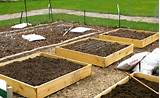 Vegetable Beds For Sale Photos