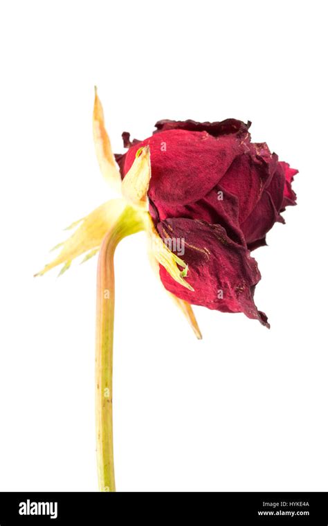 Red Rose With Withered Petals Cut Out Stock Images And Pictures Alamy