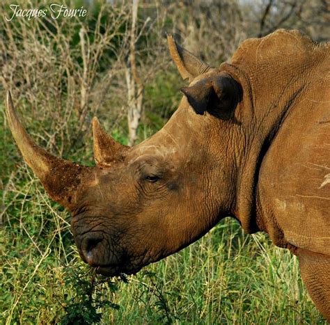 White Rhino Female Grazing In The Late Afternoon Madikwe Game