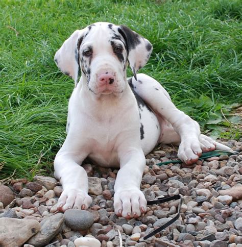Great Dane Puppies Pics Pictures Of Animals 2016