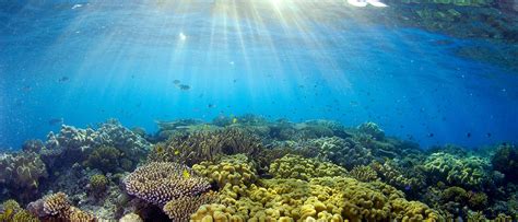 New Reef Laws Must Ensure No One Is Allowed To Pollute The