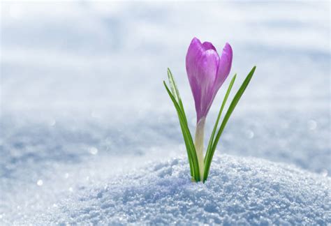 8600 Crocus In Snow Stock Photos Pictures And Royalty Free Images Istock