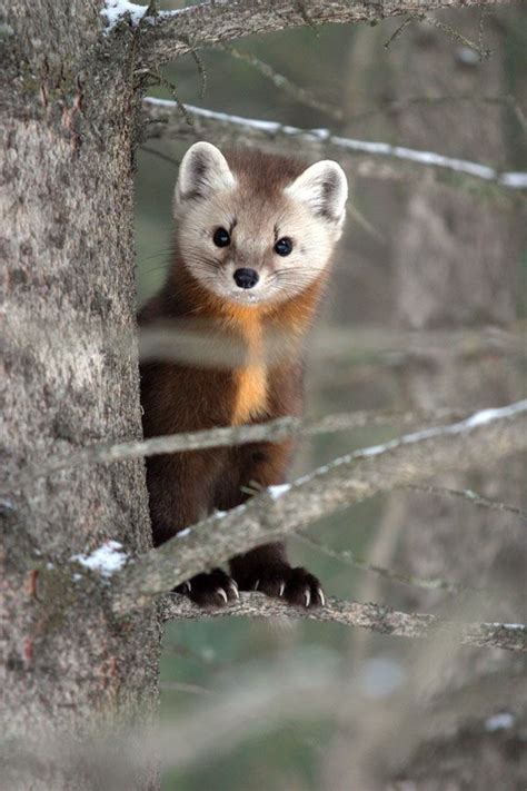 Pine Marten Realy Love That Cute Face Looks Like A Kitty