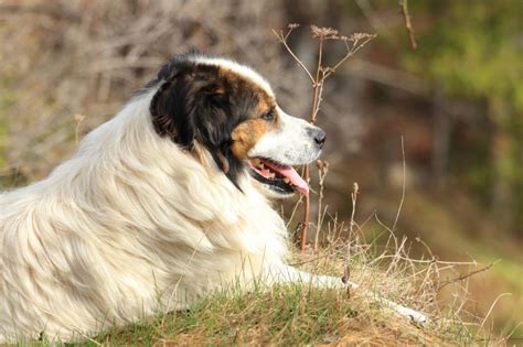 Tornjak Dog Breed Information And Characteristics