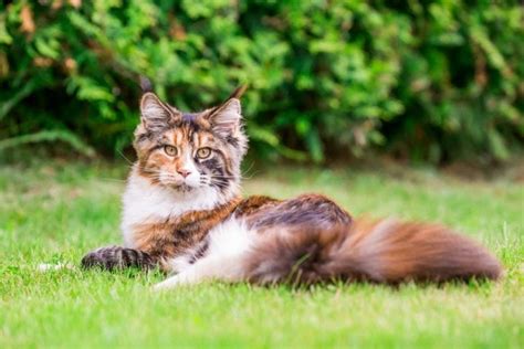 Are All Calico Cats Female The Interesting Answer And Facts Excited Cats