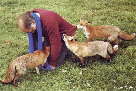 Red Fox Interaction With Humans Introduction Wildlife Online