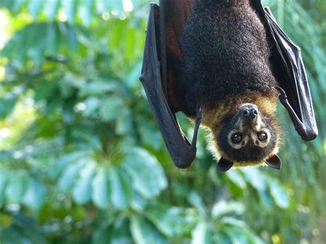 19 Of The Cutest Bat Species
