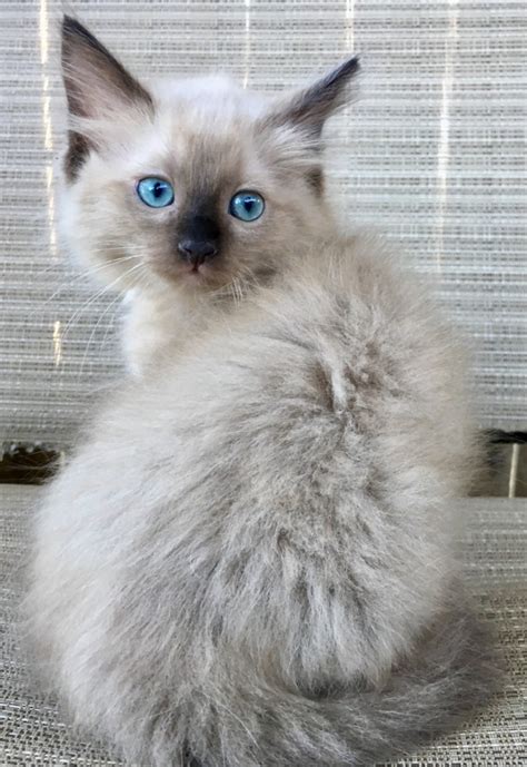 Page 11 Ragdoll For Sale In California 289 Petzlover