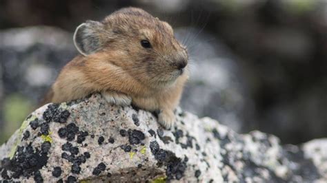 The Lifecycle And Longevtiy Of A Pika Pika Wildlife Biologist