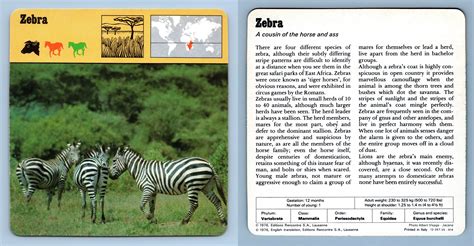 Zebra Mammals 1970s Rencontre Safari Wildlife Card